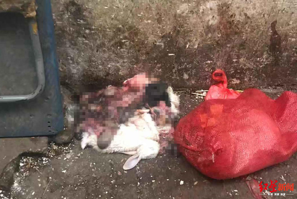  ↑西区六街尽头遗弃的动物尸体和内脏（2019年12月31日红星新闻记者走访时拍摄）。