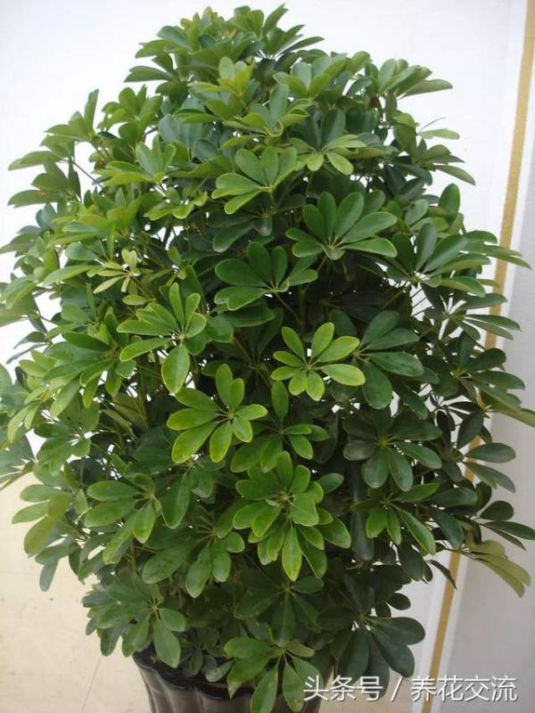 下面要介绍的这种植物就擅长净化二手烟,它就是鸭脚木,也叫鹅掌柴.