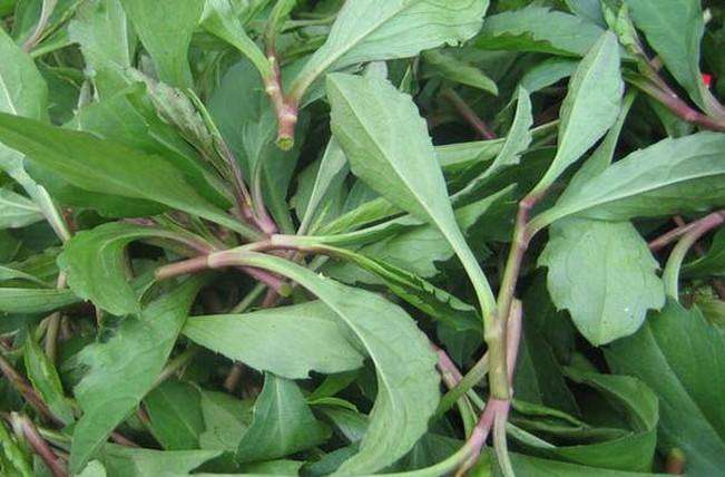 三伏天食用这种野菜 能排毒抗癌,降血压 现在知道还不晚