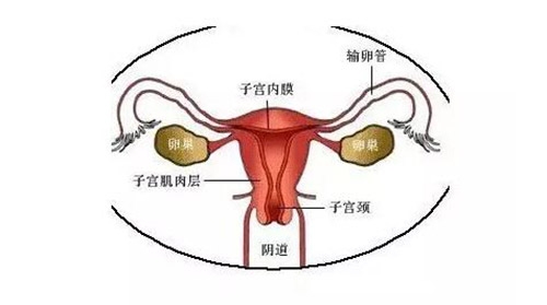 多产妇的子宫肌层内弹力纤维组织在平滑肌间及血管周围增生,在宫颈