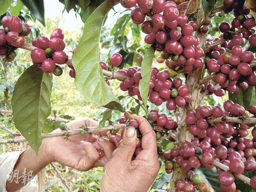 去老挝采摘咖啡豆过程记录
