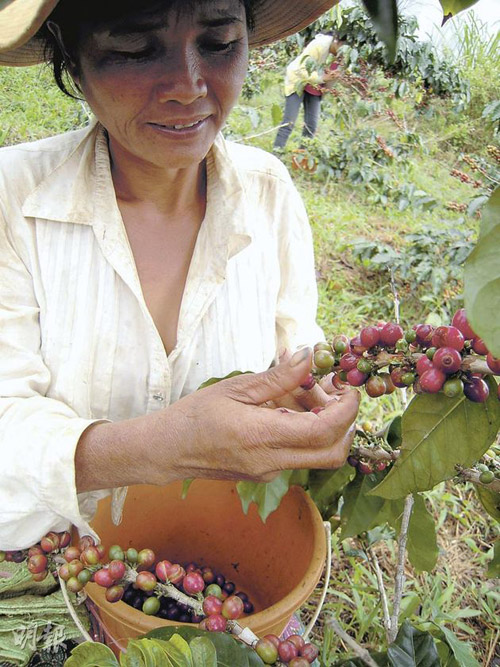 去老挝采摘咖啡豆过程记录