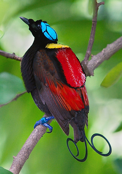 咖啡醇香之旅（二十九）巴布亚新几内亚——极乐鸟飞翔