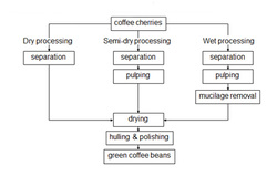 简述咖啡豆的加工过程