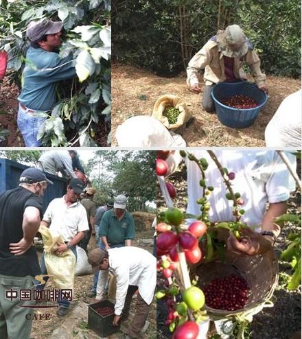 从咖啡树种植到咖啡豆的收获