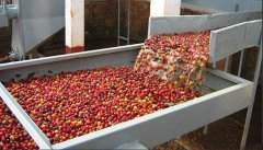 咖啡豆水洗处理方式特点介绍 巴西水洗咖啡豆风味口感描述风味特点介绍